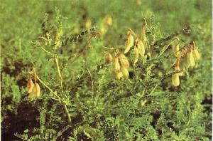 黃芪[豆目蝶形花科植物]