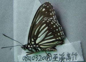 擬縷蛺蝶 擬縷蛺蝶