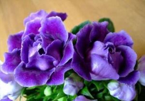 唇萼苣苔屬 唇萼苣苔屬