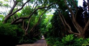 南非克斯騰伯斯國家植物園 南非克斯騰伯斯國家植物園