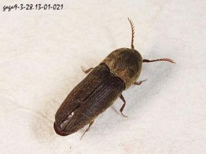 瑞德隱頭蟲屬 瑞德隱頭蟲屬