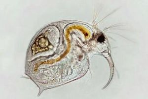 脆弱象鼻溞 脆弱象鼻溞