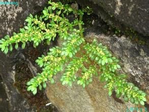 細葉冷水花 細葉冷水花