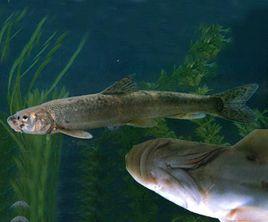 池沼公魚 池沼公魚