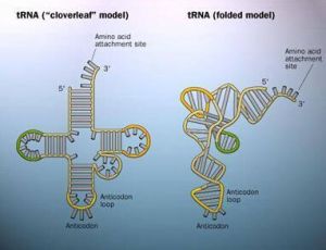 鏈終止密碼子 鏈終止密碼子