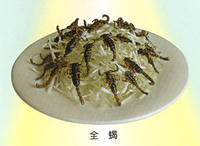 臨朐全蠍