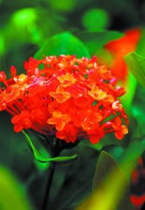 葉龍船花 葉龍船花