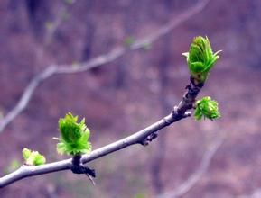 囊謙報春 囊謙報春