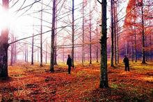 星斗山水杉母林