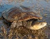 澳洲短頸龜 澳洲短頸龜