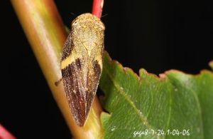 小白帶尖胸沫蟬