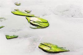 江津蓮花石 江津蓮花石