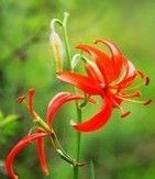 山丹丹花 山丹丹花