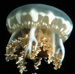 朝天水母 朝天水母