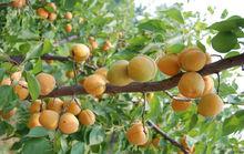 農家樂[休閒形式]