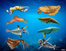 早期海洋大型食肉動物—奇蝦類