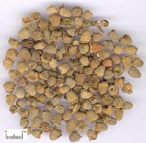 澀精止遺劑 澀精止遺劑