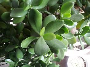 肉質類花卉 肉質類花卉