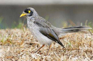 蓬背吸蜜鳥 蓬背吸蜜鳥