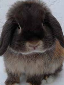 賓尼兔[一種垂耳兔]