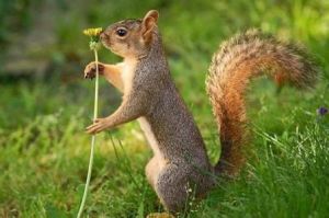 夏眠松鼠 夏眠松鼠