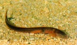 須鰻鰕虎魚 須鰻鰕虎魚