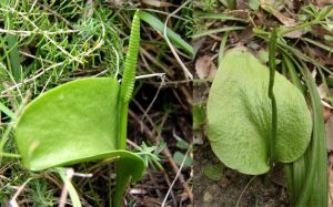 心葉瓶爾小草 心葉瓶爾小草