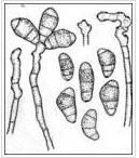 蘆竹長蠕孢 蘆竹長蠕孢