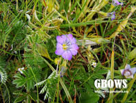 刺芒龍膽 刺芒龍膽