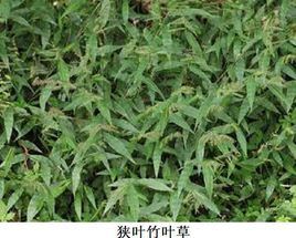 狹葉竹葉草(變種) 狹葉竹葉草(變種)