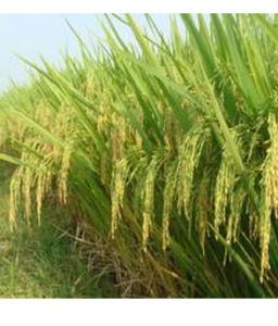 皖稻67號 皖稻67號