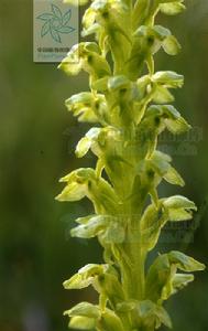 厚唇角盤蘭 厚唇角盤蘭