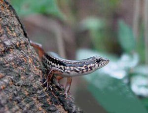 墨脫蜓蜥 墨脫蜓蜥