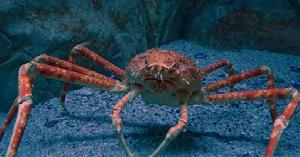 巨螯蟹