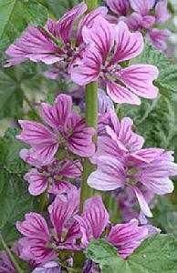 錦葵[錦葵科草本植物]