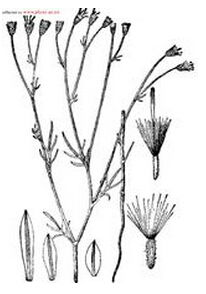 紋苞菊屬 紋苞菊屬