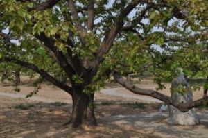 韓家鋪村 韓家鋪村