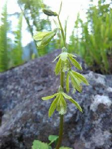 毛唇芋蘭 毛唇芋蘭