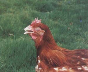 雞傳染性喉氣管炎