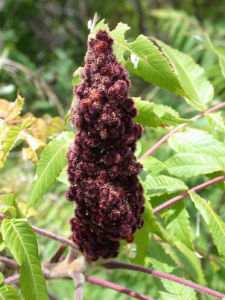 鹿角漆樹 鹿角漆樹