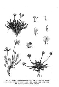 克氏棘豆 克氏棘豆