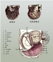 珍珠貝解剖圖