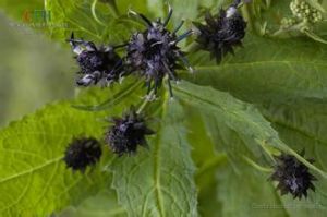 漸尖風毛菊 漸尖風毛菊