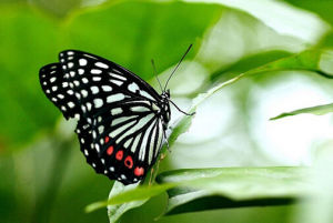 黑脈蛺蝶 黑脈蛺蝶