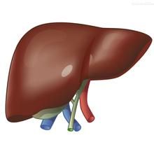 肝臟全景圖片