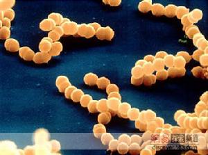 葡萄球菌感染