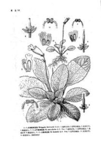 小葉粗筒苣苔 小葉粗筒苣苔