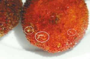 楊梅果蠅 楊梅果蠅