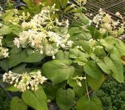 薄葉龍船花 薄葉龍船花