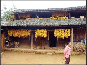 多依新村 多依新村